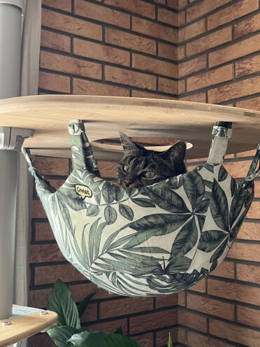 Clementine, die alle ihre schläfchen dort verbringt, hat es bestätigt!