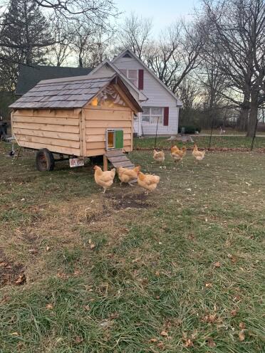 Best chicken related decision was purchasing this door!