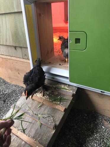 Omlet Green Automatic Chicken Coop Door Attached to Wooden Chicken Coop with Chickens