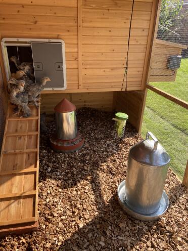 First time out of the coop with the new door!