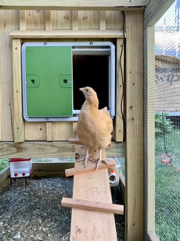A chicken admiring it's new coop door.