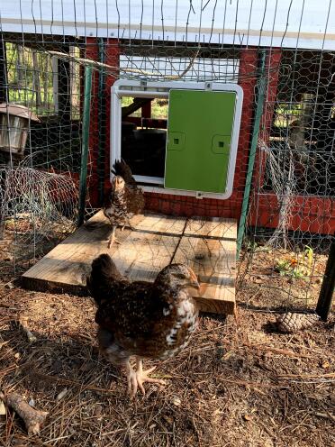 What gorgeous coats these hens have!