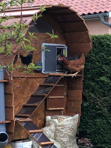 The door can be attached to any wooden coop