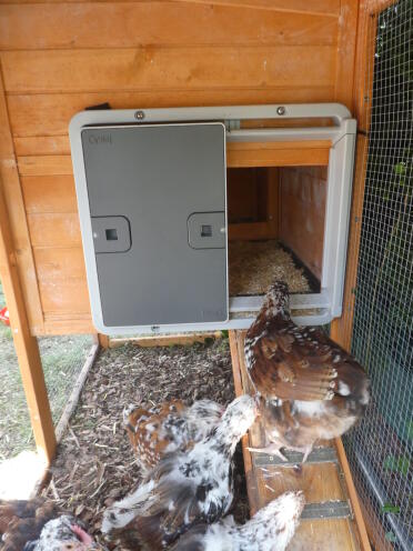 A chicken about to walk through it's next automatic door.