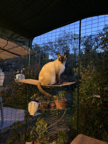 Min léon är i säkerhet 