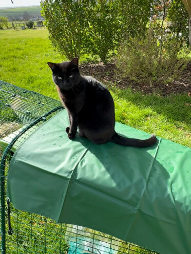 clapier eglu go avec enclos 2 m et bâche protectrice pluie (+ chat gardien des chonchons)