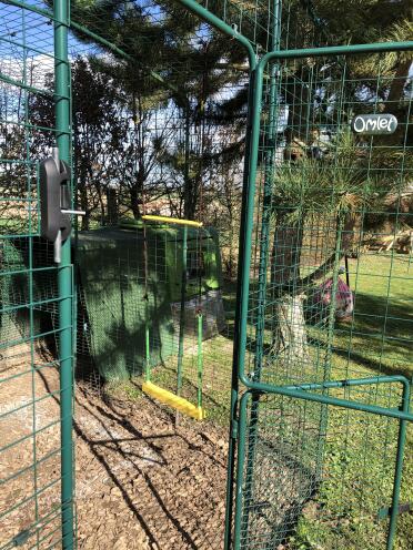 Chickens love to have swings to play on!