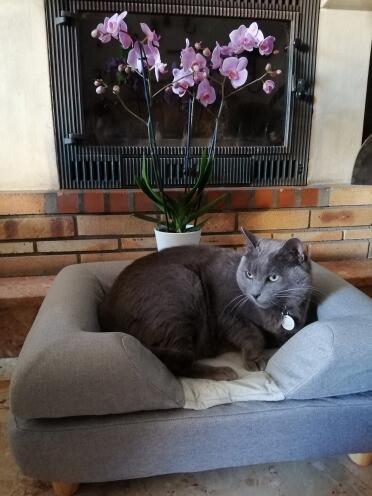 He is feeling cosy in his bed