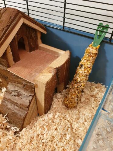 Hamsters love to have plenty to play with in their homes!