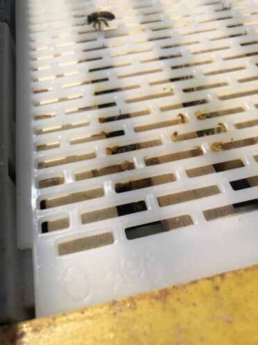 Close up of queen excluder 