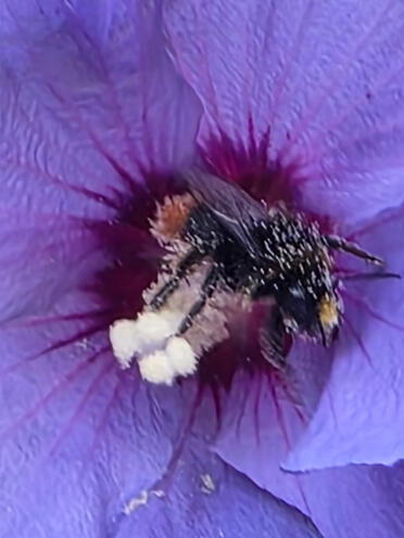 Lovely little fuzzy butt collecting pollen.
