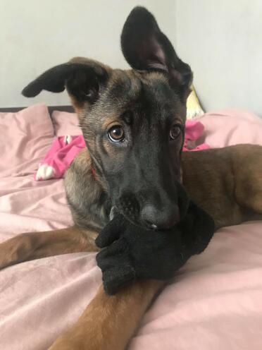 This adorable Belgian Shepard dog is only 13 weeks old!