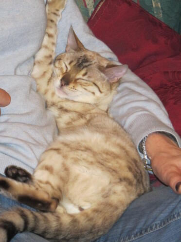 Sono un gattino e ho bisogno di dormire