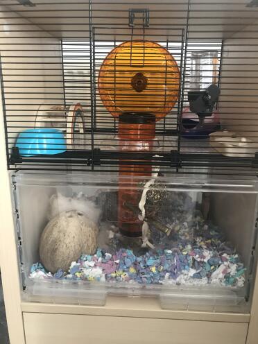 Harry loves his Qute home and so do I. 
