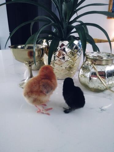 what sweet baby bantam chicks!