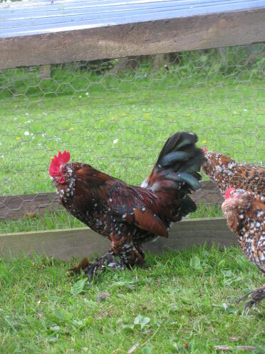 What a gorgeous Booted Bantam Chicken!