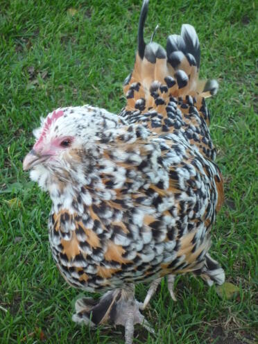 Mille fleur hen