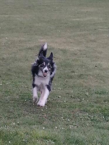 Dogs love exercise