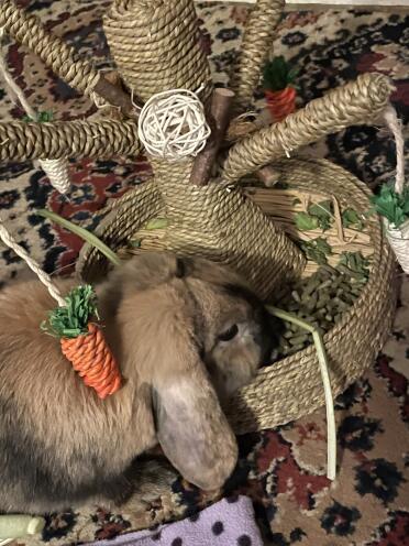Rolo rabbit with her boredom breaker (she loves it when we put in pak choi for a treat)