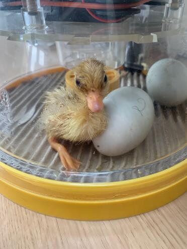 Call duckling hatched in our amazing brinsea incubator.