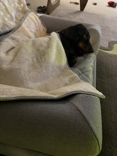 Blakey loves his Omlet bed and blanket