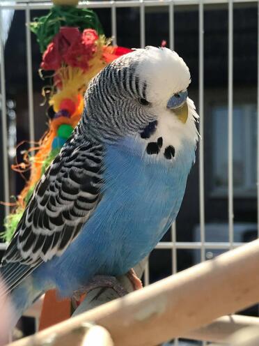 What beautiful feathers!
