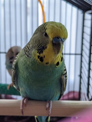 Budgies make beautiful pets!