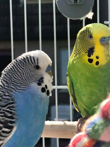 Budgies in cage