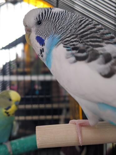 Close up of Budgie