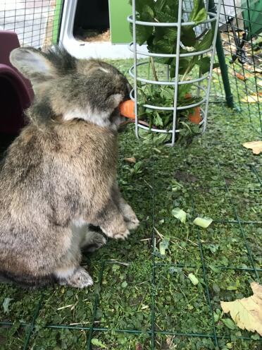 The rabbits love it!