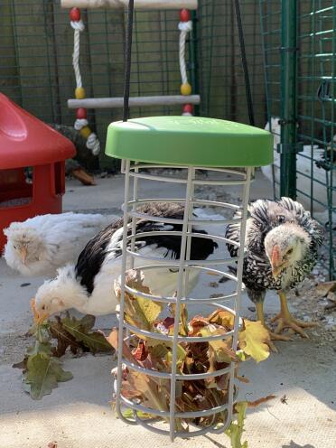 Hungry chicks