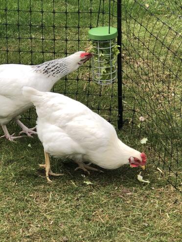 We love lettuce!