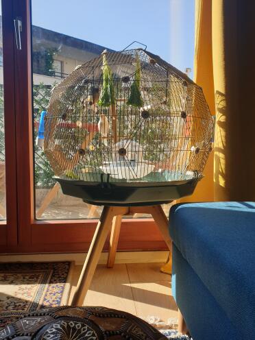 A large space for your birds to enjoy