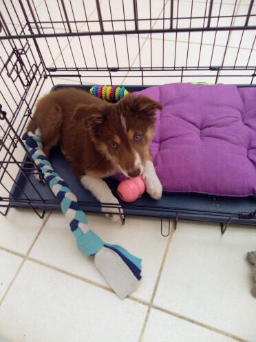 A great way to help train a puppy