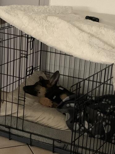 There is no happier place to snooze than on an Omlet bed.