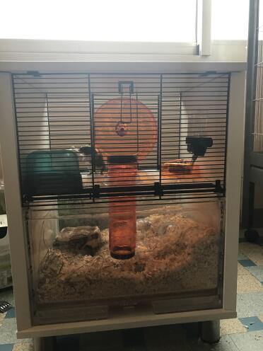 What a happy home for a hamster!
