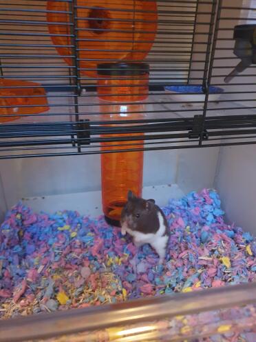 A gerbil enjoying the deep bedding area.