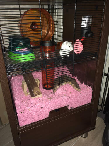 Ein glücklicher hamster