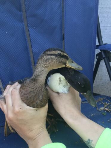 These two call ducks are brothers with one another!