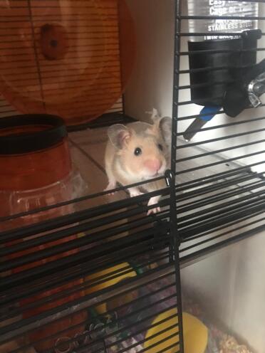 Captain cookie crisp genießt seinen neuen festen boden!