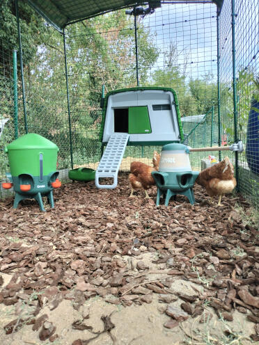 My chicken coop ❤️