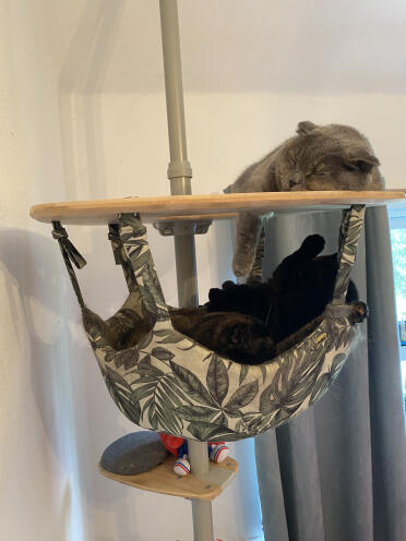 Katter som alla försöker komma in samtidigt