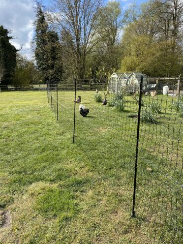 Chicken fencing 
