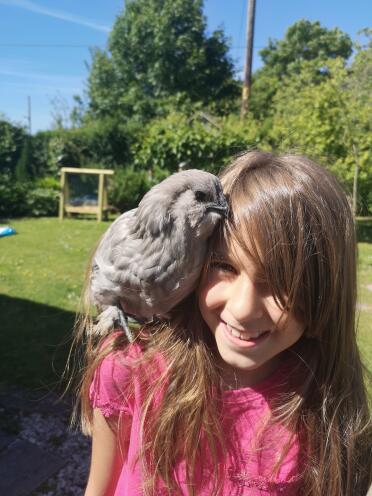 You're a chicken, not a parrot!