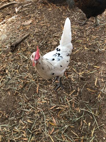 What a happy little chicken!