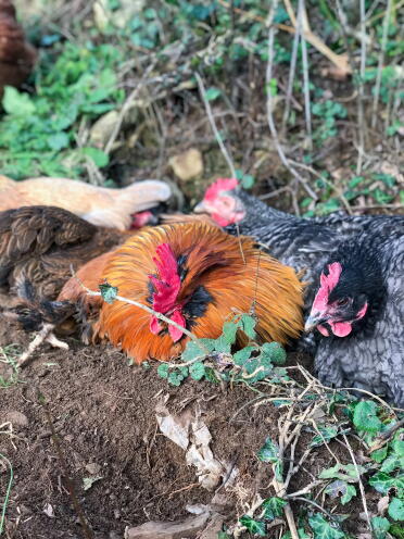Chickens love to have dust baths!