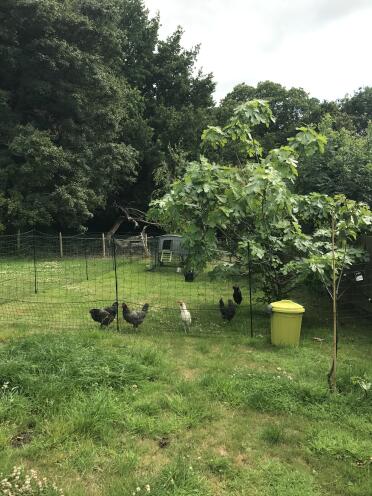 Unsere schönen Chooks! Xx