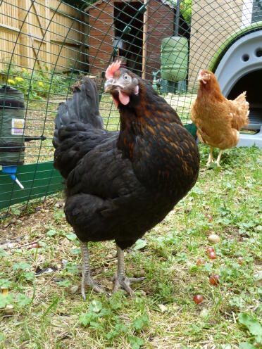 Mrs pepperpot settled into the Eglu really happily!