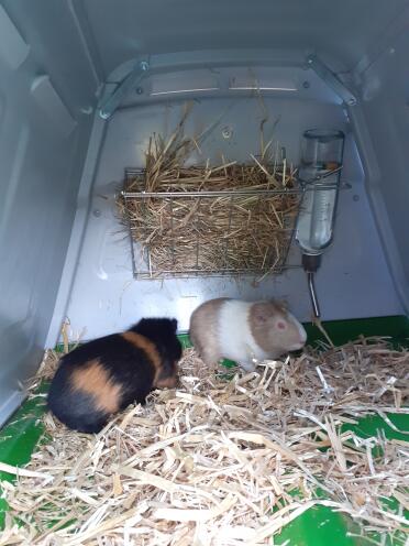 Calin and edgar enjoying their Eglu hutch.