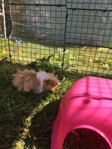 Mabel protected from the wind!
